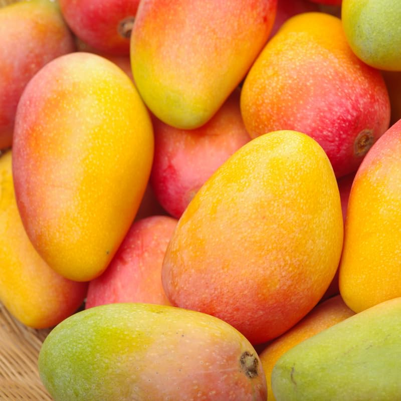 Yellow Mango Trees Live Plants in 3 Gal Pot, Fragrant Mango Fruit Tree from 2 to 3 Feet Tall, Sweet and Fast-Growing, No Ship to CA