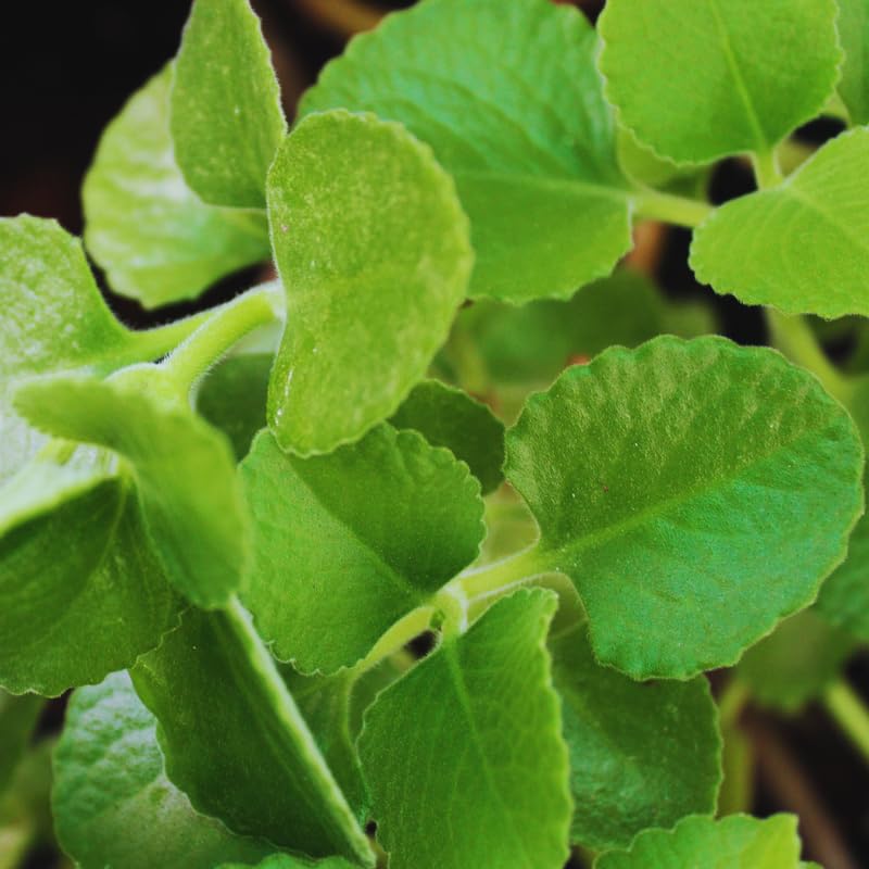 Cuban Oregano Plants Live, 4 to 6 Inc Long, 4 Well Rooted