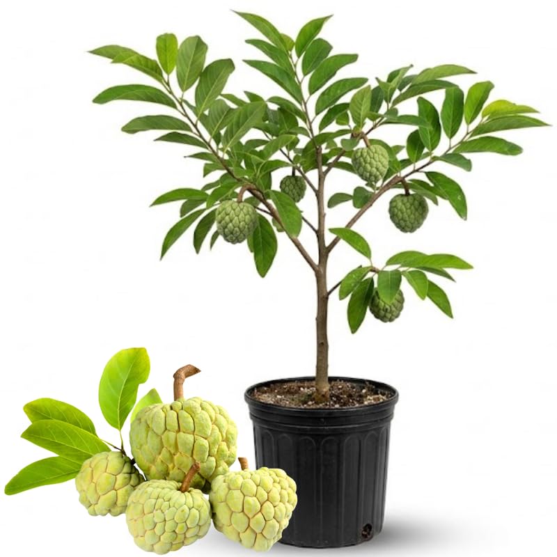 Sugar Apple Tree Live Plant - 2-3 Ft Tall in 1 Gallon Pot - Green Annona Squamosa Tropical Fruit Tree for Outdoor Garden and Patio, Perennial, No Ship to CA