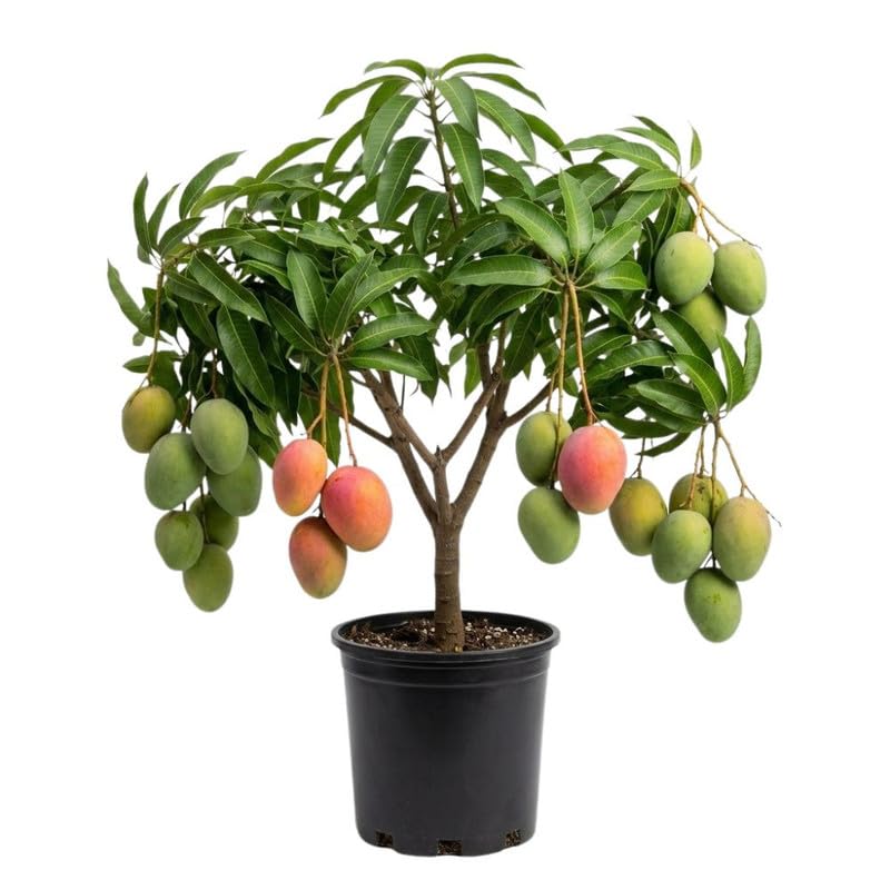 Red Yellow Tree Plant 2-3ft Tall in 3 Gallon Pot for Outdoor Planting, Mango Plant Live, High Yield Tropical Fruit Tree, No Ship to CA