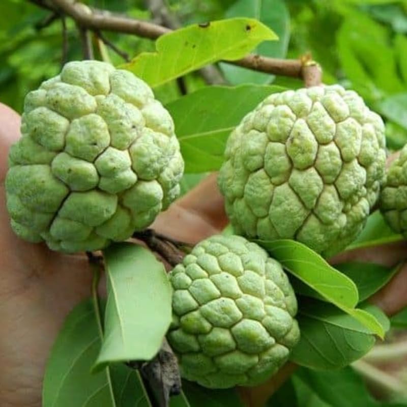 Green Sugar Apple Tree Live Plant, 24-30' Tall in 1 Gallon Pot, Sugar Apple Tree Plant for Planting Outdoor Garden, No Ship to CA