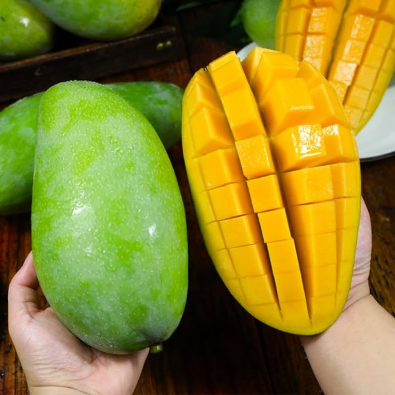 2 Years Old Mango Tree for Planting, Large Fruit Mango Plant Grafted in 3 Gallon Pot, Sweet, Fast-Growing Tropical Tree Seedlings for Outdoor Garden