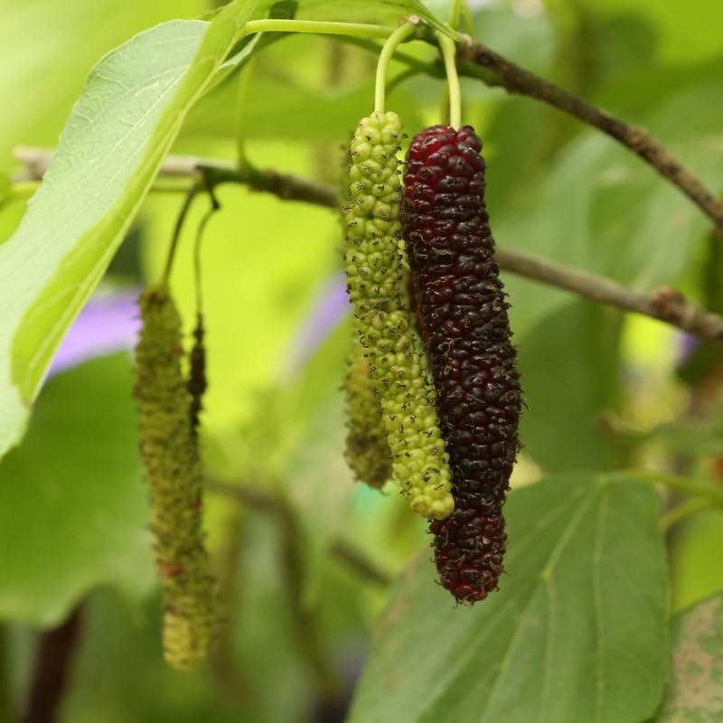 Pakistan Mulberry Tree, 4-8 Inch Hardy Mulberry Tree Live Plant, Sweet Berry Mulberries Fruit Tree Bush Plants for Planting Home Garden, Well Rooted