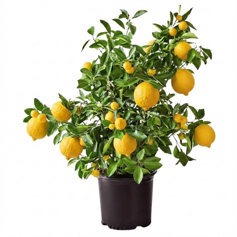 3 Years Old Meyer Lemon Tree Live Plant, Cold Hardy Citrus in 3 Gallon Pot, Fragrant Lemon Citrus Trees, Fruit-Bearing Within 1 Year