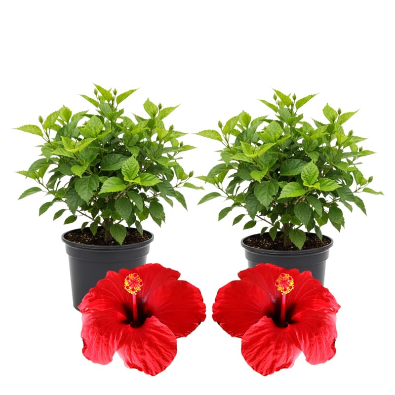 3 Hardy Hibiscus Plants Live, Well Rooted Hibiscus Flower 4-7'' Tall, Flowering Shrub for Garden or Containers Planting (Red)