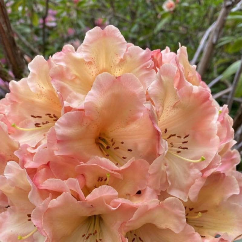 Yellow Cream Rhododendron Live Plant Shrubs for Outdoor Planting, Azalea Bushes Ready to Plant, Fragrant Rhododendron Plant Live