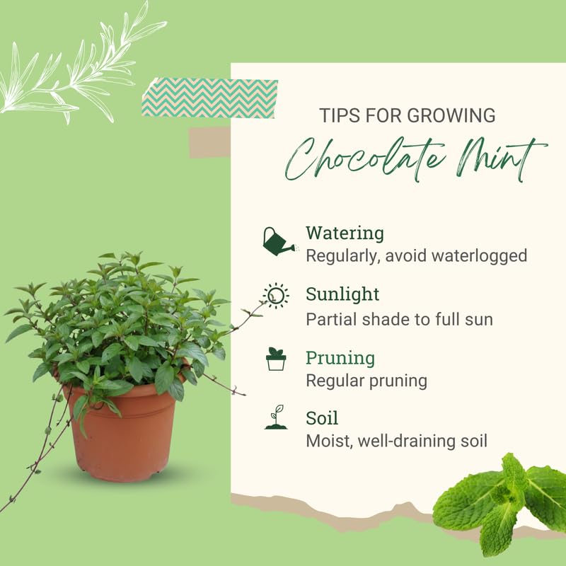 Set 4 Chocolate Mint Plants 4–7 Inch, Fragrant Culinary and Garden Mint, Fast-Growing, Zones 5–9