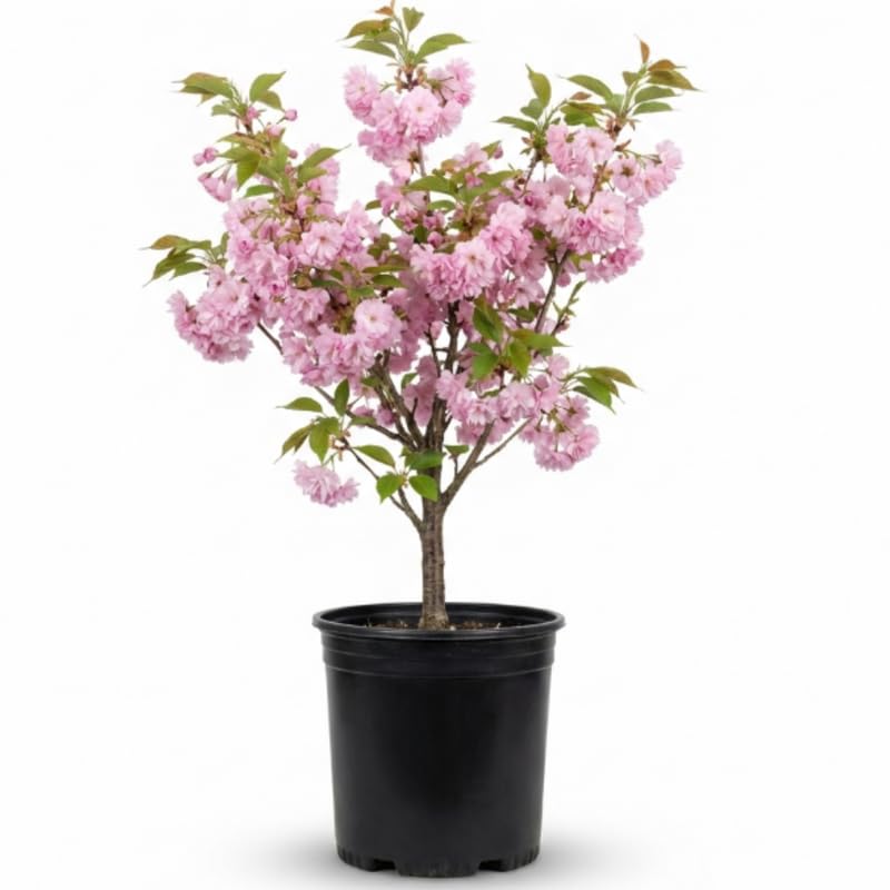 Cherry Blossom Plant in 3 Gallon Pot, 2-3Ft Tall Live Cherry Flower Plants for Planting Outdoor Garden, No Ship to CA