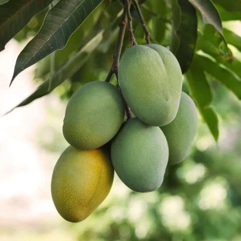 Cream Mango Tree Live Plant for Planting, Grafted Mango Plant in 3 Gallon Pot, Fast Growing Tropical Fruit Tree Seedlings