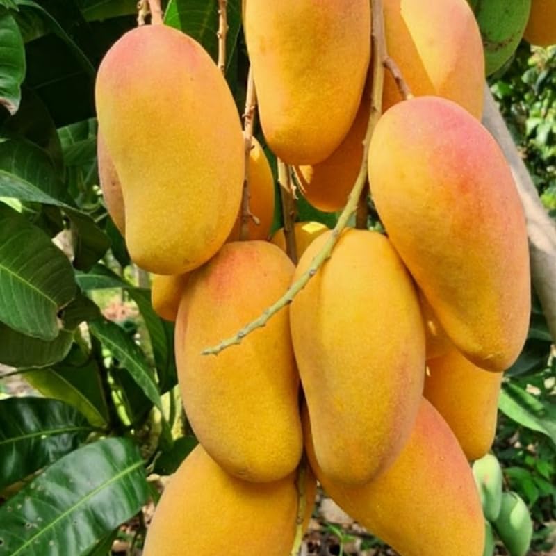 Sweet Mango Tree Live Plant 2.5-3 Ft Tall, Tropical Fruit Tree for Garden Planting, Outdoor Mango Plant in 3 Gallon Pot, No Ship to CA
