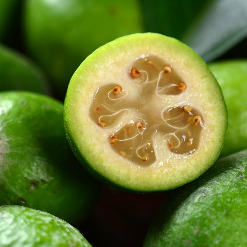 Pineapple Guava Live Tree in 3 Gallon - 2-3 Feet Tall Sweet Tropical Guava Fruit Shrub, Cold Hardy, No Ship to CA