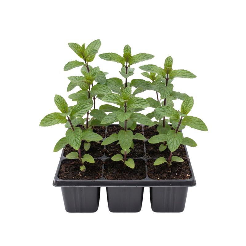 6 Chocolate Mint Herb Plants, Fully Rooted Mint Plants 4-7'' Tall, Easy Grow Indoor Outdoor