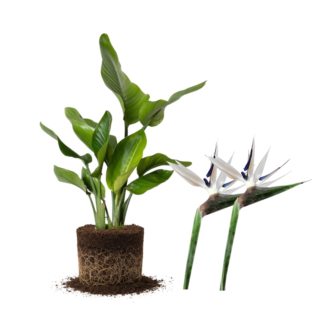 Set 2 White Bird of Paradise Plant, Bird of Paradise Plants Live, 4 to 6 Inch for Planting