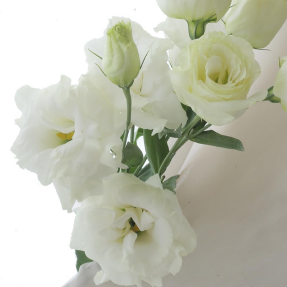 Sets 2 White Lisianthus Eustoma Live Plants, Plug Size, Well-Rooted, Texas Bluebell, Thornless Love Rose Plant, Spring to Fall Bloom, 2-4" in Tall Starter
