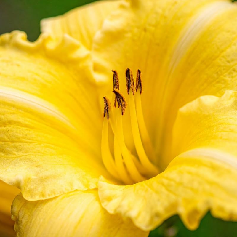 5 Yellow Daylily Bulbs, Yellow Daylilies Bulbs Flower for Planting