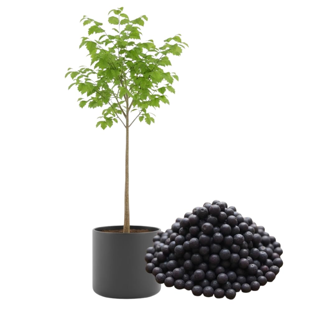 Hackberry Trees Live Plant, 2 to 3 Feet Tall for Starter Plants, Sweet and Edible Fruit, Zones 3 to 9, Common Hackberry Seedling