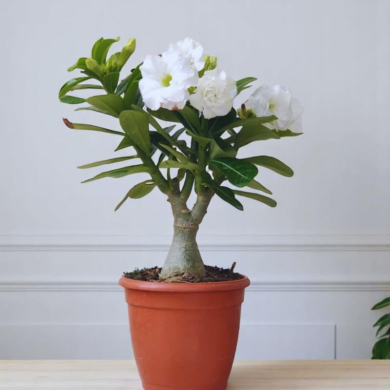 White Desert Rose Plant Live, Adenium Desert Rose Plant Live, 4 to 7 Inches Tall, Flowering Succulent Plant