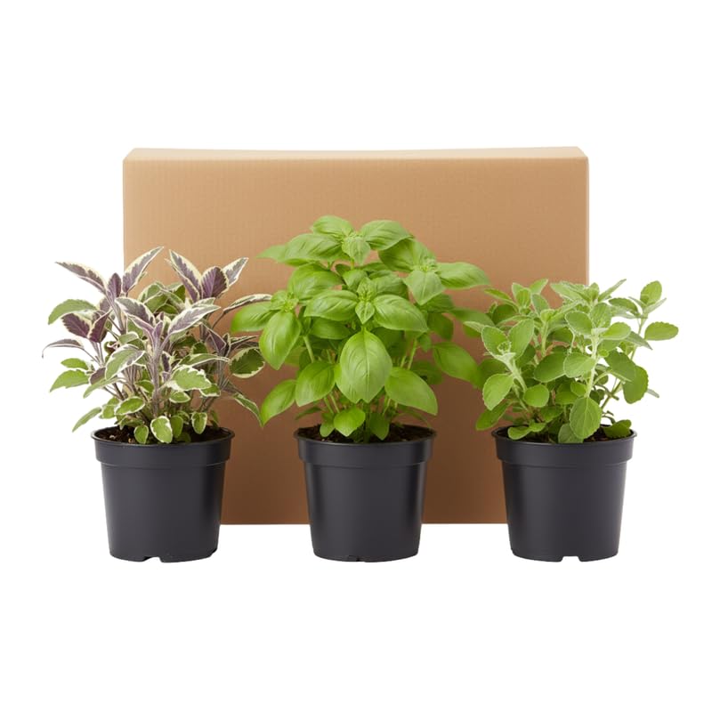 3 Edible and Fragrant Herb Plants Live, Assorted Varieties, 4-8 Inches, Random Herbs Including Basil, Rosemary, Lemon Balm, Mint and Other Herbs