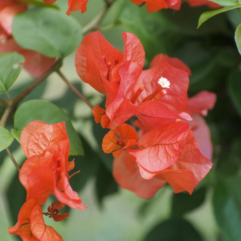 Set 2 Orange Bougainvillea Plants, 5-8" Tropical Bougainvillea Plant Starter, Colorful Perennial Blooms, Live Well Rooted Plant