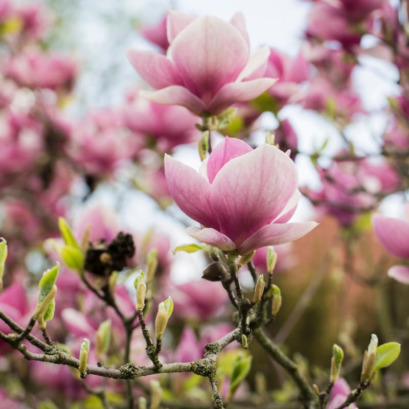 Jane Magnolia Tree, Magnolia Trees Live Plants, 3 Feet Tall in 3 Gallon Pot, Pink Flower Shrubs for Outdoor Growing, No Ship to CA