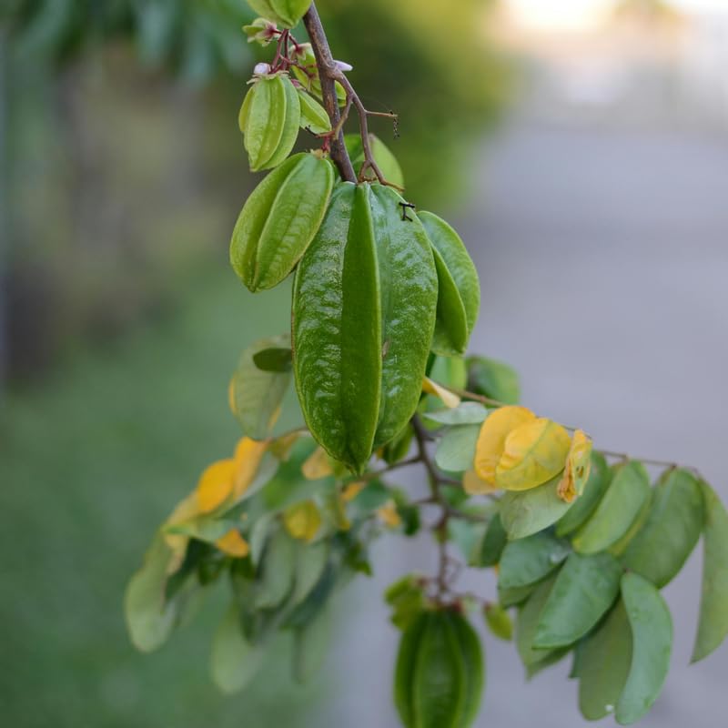 Starfruit Tree Plant Live, Grafted Starfruit Fruit in 1 Gallon Pot for Planting Outdoors, No Ship to CA