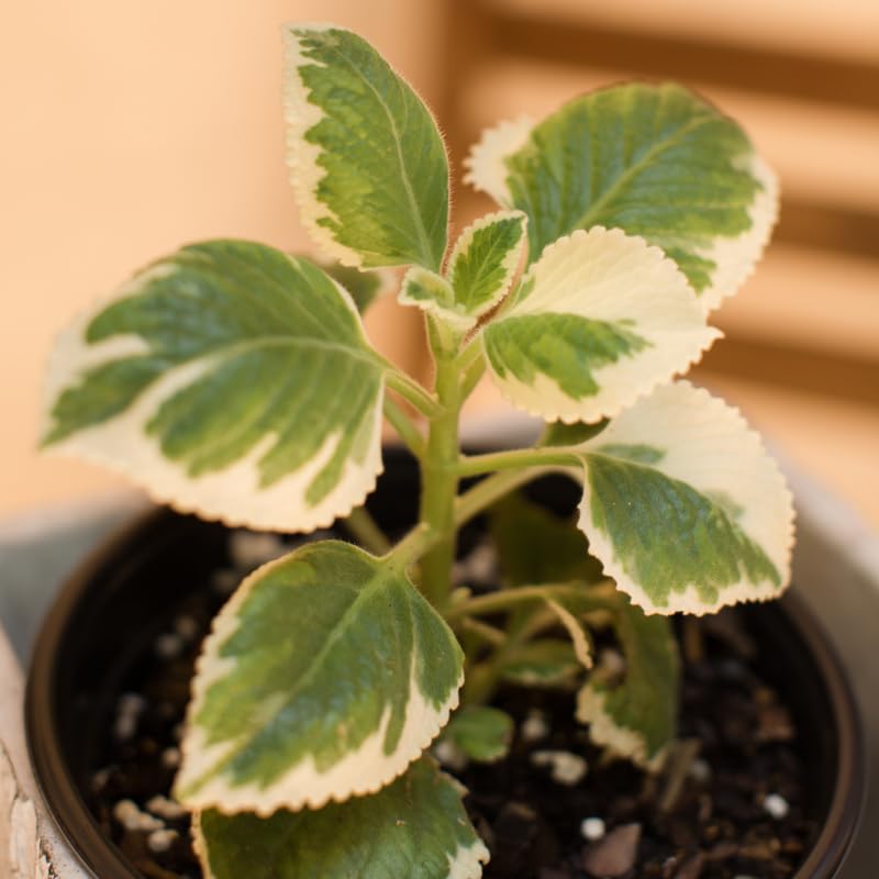 Set 2 Variegated Cuban Oregano Live Plants 4–7″, Fragrant Culinary Herb, Easy Care Garden or Container