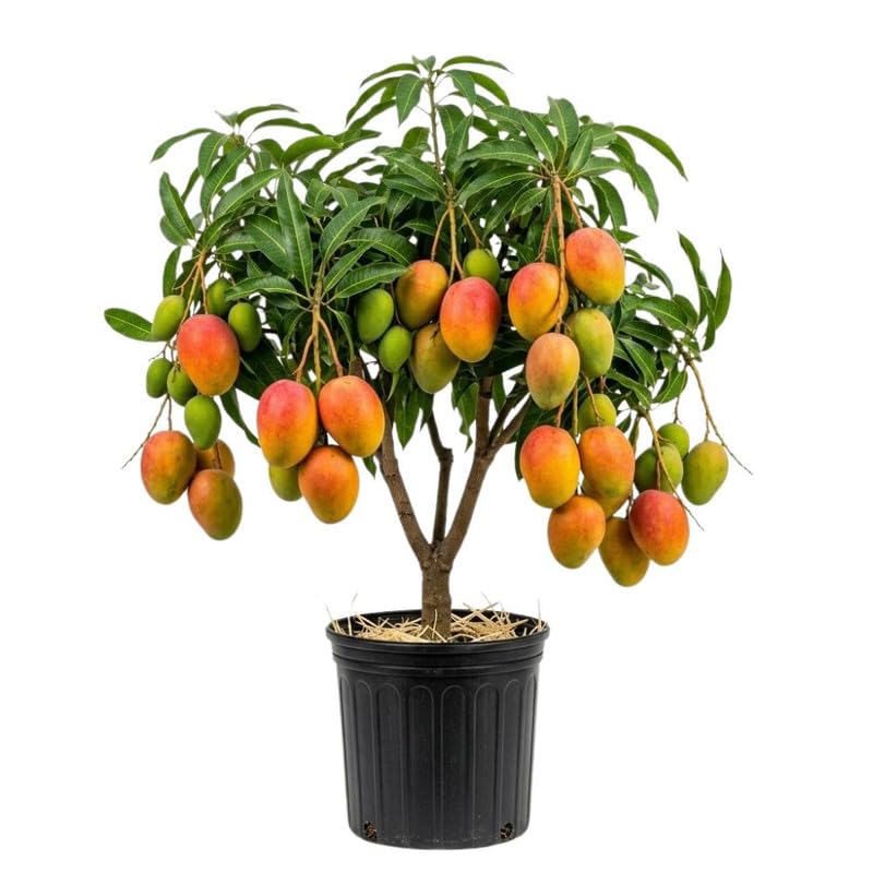 Mango Tree Plant for Planting Outdoor 2-3ft Tall, 3 Gallon Pot, Mango Tree, 2 Years Old Ready to Bear Fruit, No Ship to CA