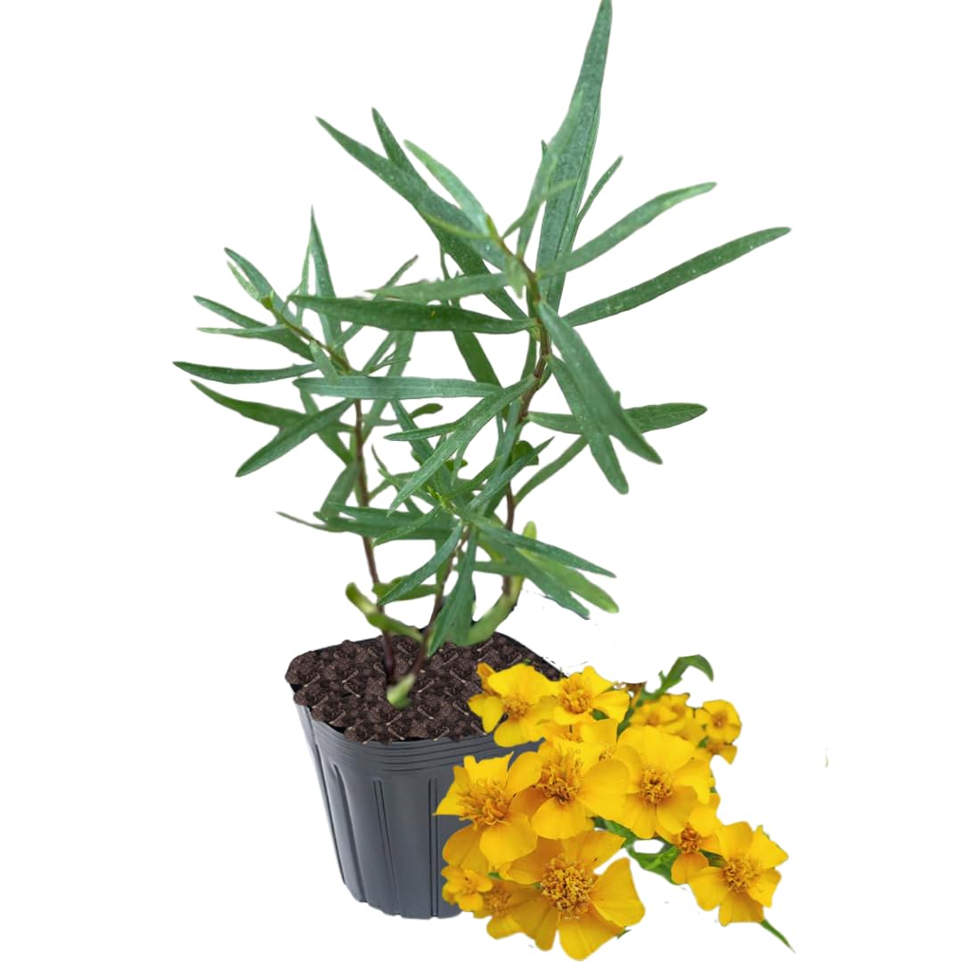 1 Tarragon Plant Live for Planting, Live Tarragon Herb Mint Plug 3 to 5 Inches Tall Home Garden