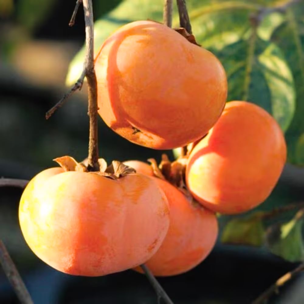 Persimmon Tree Live, 1 Feet Tall, Hardy Fruit Tree for Outdoor Planting, Sweet Orange Persimmons for Home Orchard and Garden
