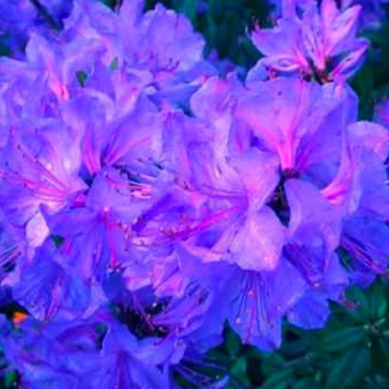 Blue Rhododendron Plant Live, Azalea Plants, Rhododendron Azalea Bushes Ready to Plant, Full Sun Outdoor Plants