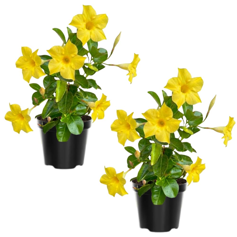 Set of Mandevilla Plants, Mandevilla Vine Seedlings, Spring Flowering Vines, 4-7 Inches Tall for Indoor or Outdoor Planting (Yellow Mandevilla)