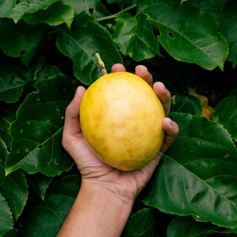 Yellow Passion Fruit Tree Live Plant, Edible Passionfruit Vine for Gardens, Trellises and Containers, 5 to 7 Inches