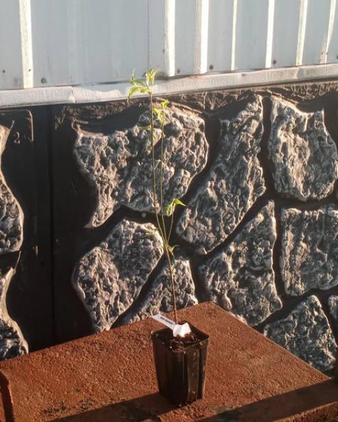 Dogwood Tree Live Plant, Flowering Dogwood Plant Well Rooted in Quart Pot, Dormant Hardy Ornamental Tree (Pink Dogwood)