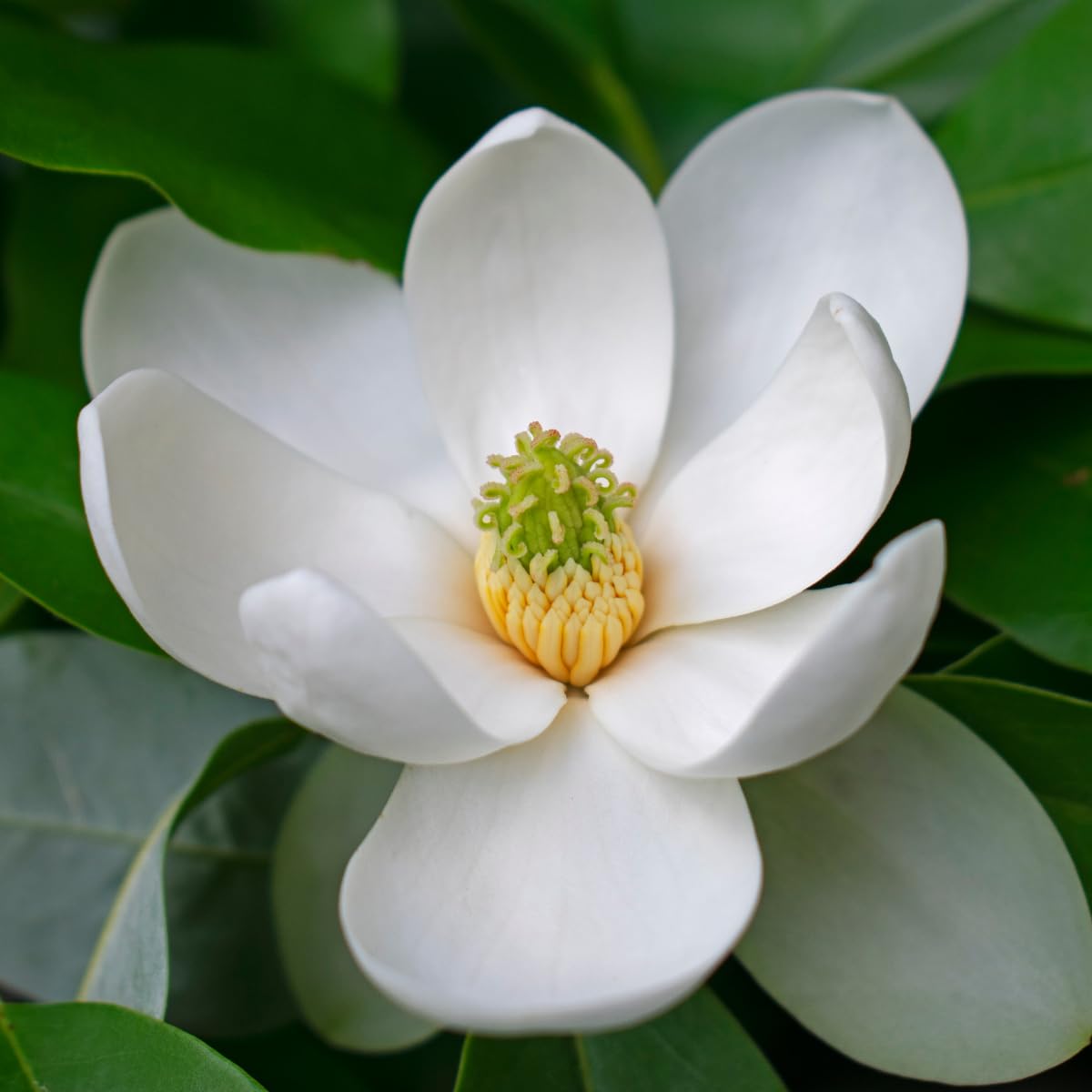 Sweetbay Magnolia Tree, 2-3Ft Magnolia Trees Live Plants, Gallon Pot, Fragrant White Flowers, Dormant in Winter