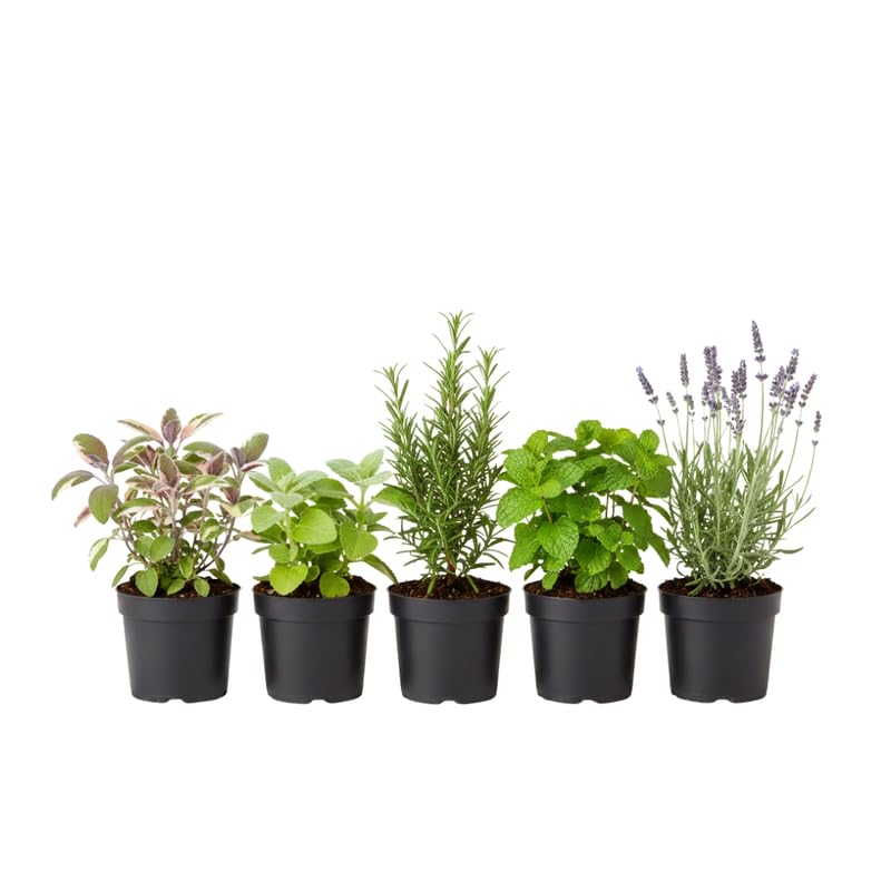 Pack 5 Herb Plants Assortment, Well Rooted Herb Plant Live 4-6'' Tall (Mint, Lemon Balm, Rosemary, or Additional Fresh Herbs), Random Fragrant Herbs Variety Pack for Outdoor Planting