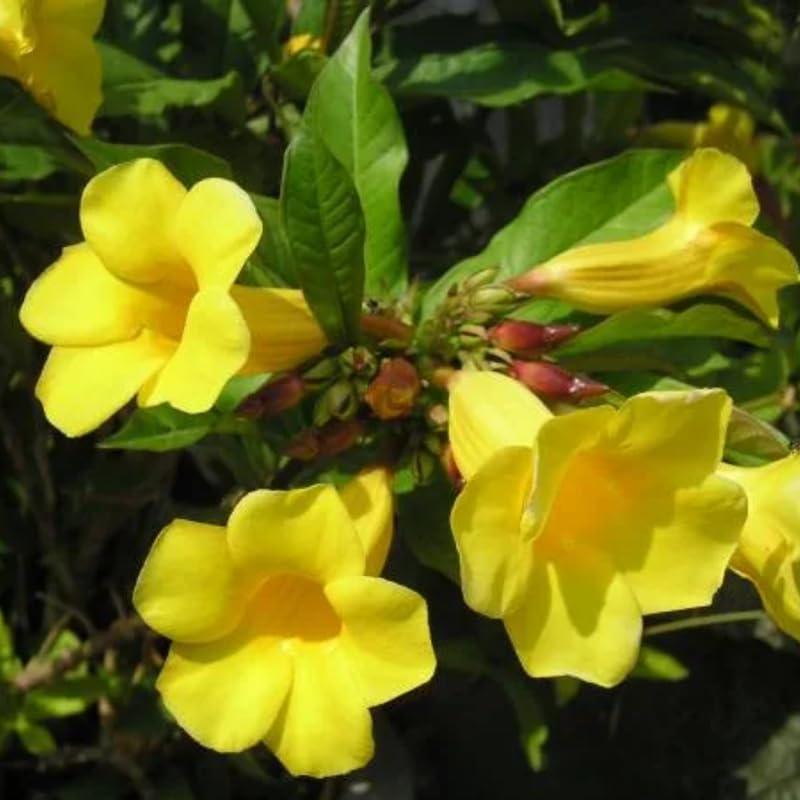 2 Yellow Mandevilla Plants Live, Flowering Vine Plants for Garden Patio, Live Mandevilla Plant Growing