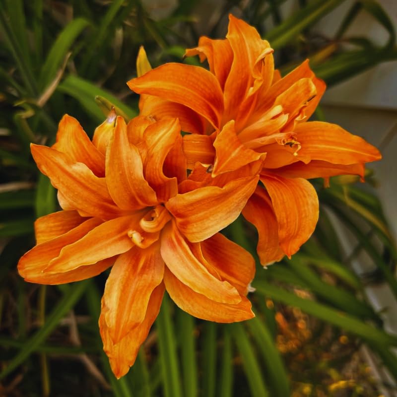 3 Daylily Bulbs for Planting, Double Orange Daylilies Bulbs Annual Flower Plant Bulb