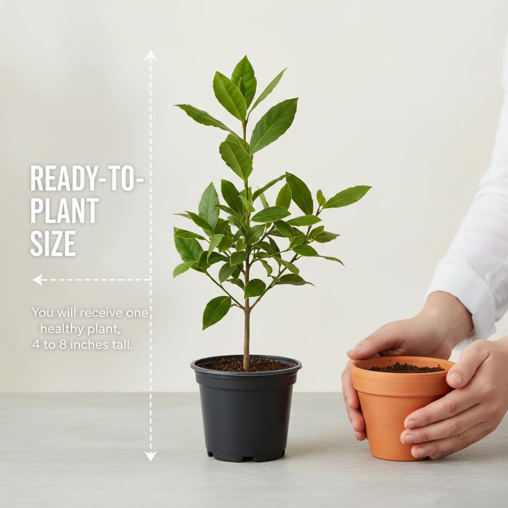 Bay Leaf Tree Live Plant 4–7 Inch Tall, Bay Laurel Herb Plant for Indoor or Outdoor Growing, Culinary Herb Tree for Garden