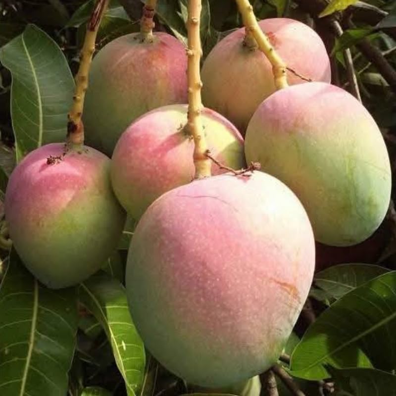 Dwarf Mango Tree Live Plant for Planting, Grafted Mango Plant in 3 Gallon Pot, Fast Growing Tropical Fruit Tree Seedlings