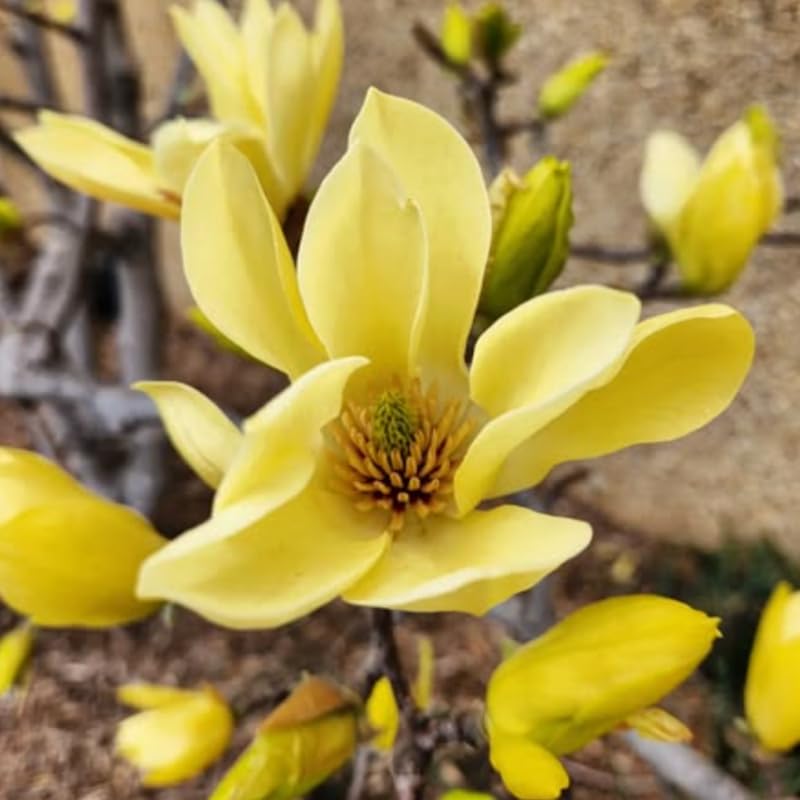 Yellow Magnolia Tree Live Plant in 4-8 Inches, Fragrant Spring Blooms, Hardy Perennial Magnolia Flowers Potted Ready to Grow, Winter Dormant
