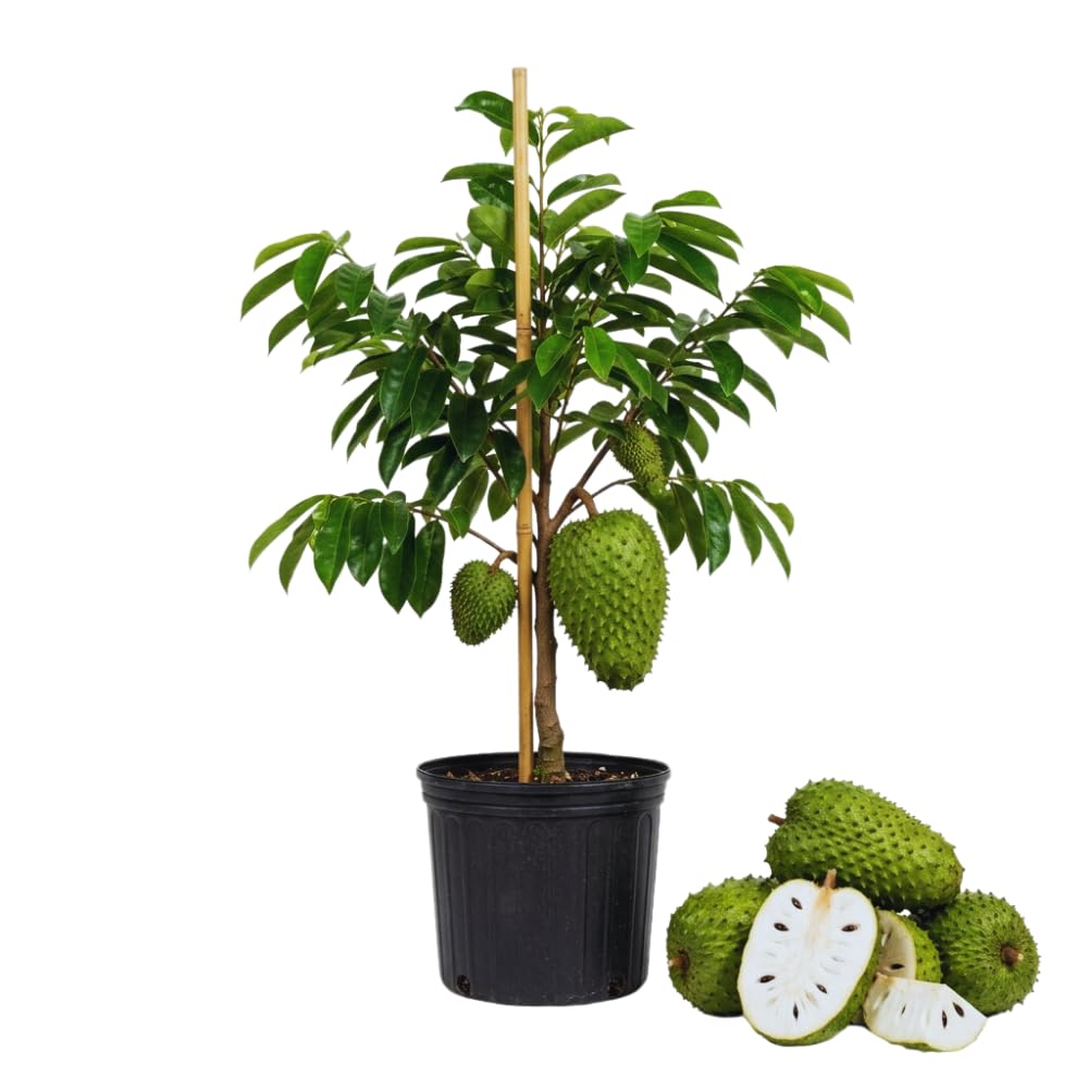 Grafted Soursop Tree Live Plant, Annona Muricata Plant, Guanabana Fruit Trees, 2-3 Feet Tall Sweet Soursop Plant, No Ship to CA