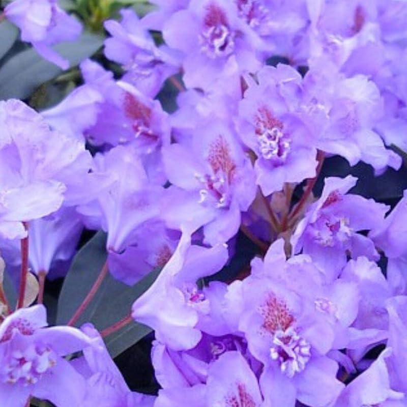 Purple Blue Rhododendron Live Plant Shrubs for Outdoor Planting, Azalea Bushes Ready to Plant, Fragrant Rhododendron Plant Live