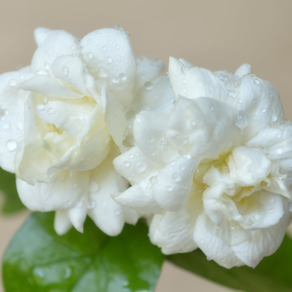 Duke Jasmine Plant Live, Fragrant Flowering Jasmine Plant Indoor Live in 3 Gallon Pot, 2 Feet Height, White Flower Blooms for Landscaping, No Ship to CA