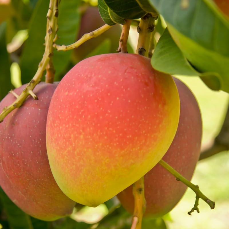 Kent Mango Tree Live Plant for Planting, Grafted Mango Plant in 3 Gallon Pot, Fast Growing Tropical Fruit Tree Seedlings