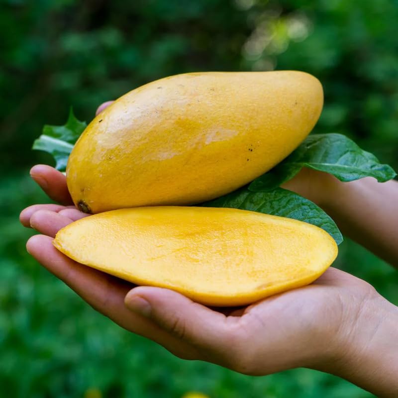Yellow Mango Tree Live Plant Grafted, 2–3 Feet Tall in 3 Gallon Pot, Sweet Tropical Mango Fruit Tree