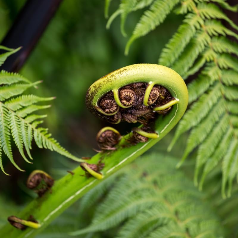 Set 5 Lady Ferns Bare Roots, Ferns Live Plants 4-6 Inches, Hardy Ferns for Shade for Outdoor Garden