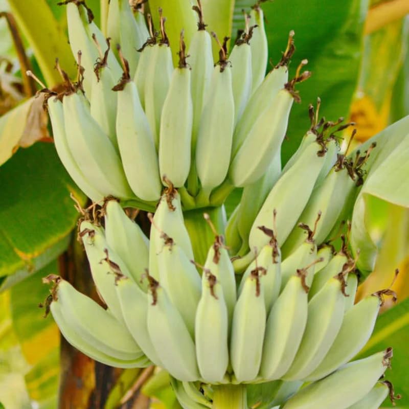 Rare Smooth Green Banana Plant Live for Planting, Banana Trees Live Plants for Outdoor Indoor Planting, Cold Hardy, 4-7" in Tall, No Pot, Musa Plant