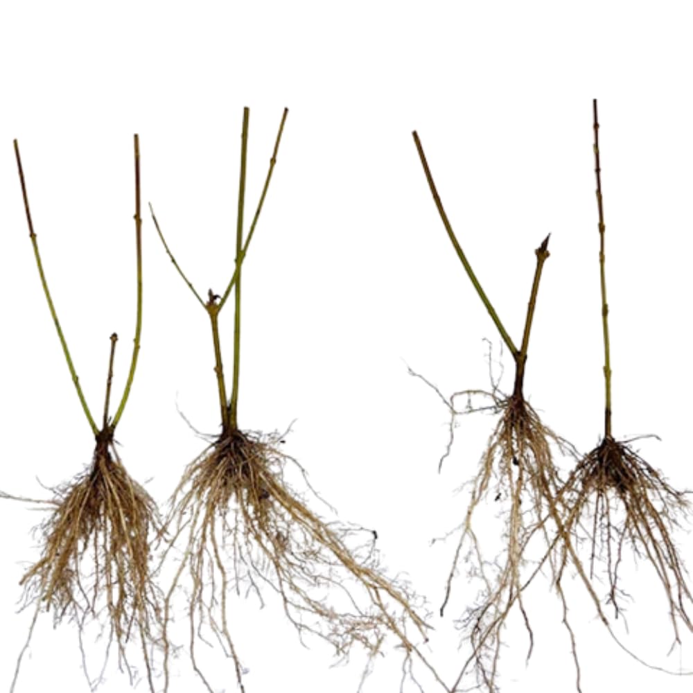 Set 2 Forsythia Bare Roots 6-12'' Tall, Lynwood Forsythia Tree Live Plant, 1 Year Old Seedlings for Growing Outdoor