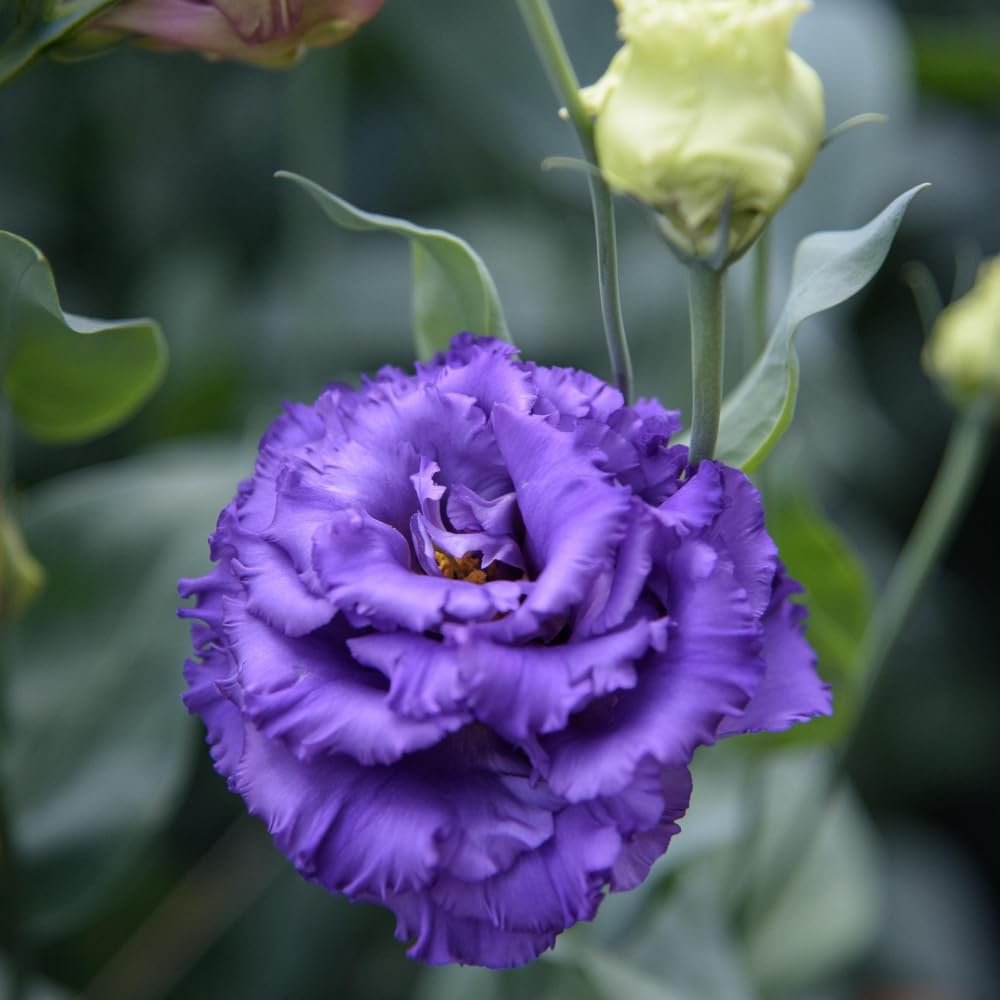 Eustoma Lisianthus Plant Live, Lisianthus Flowers Well Rooted Plug 2-3 Inch Height, Lisianthus Thornless Roses Seedling (Dark Blue Lisianthus)