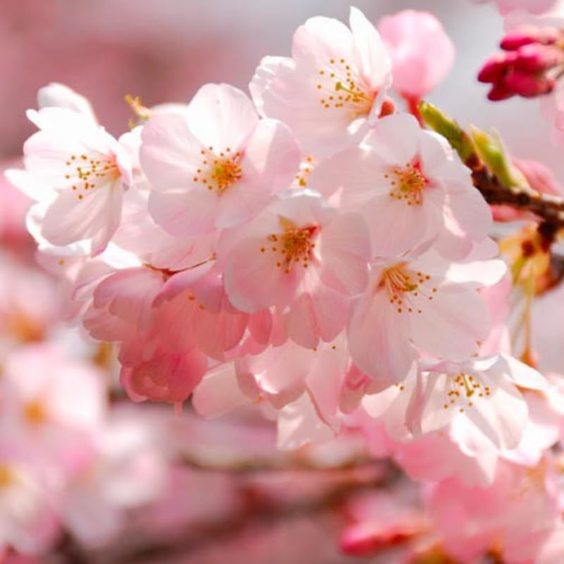 Cherry Blossom Tree, Light Pink Cherry Tree Live Plant, 6-12 Inch Tall in 2.5 Inch Pot, Dormant in Winter